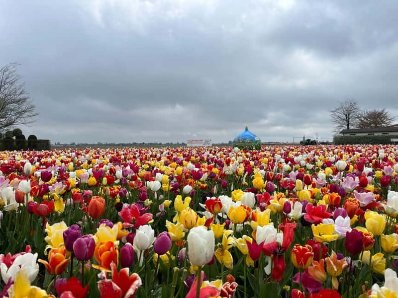 Amsterdam: Private Keukenhof and Free Tulip Tour - Should you book this Keukenhof and tulip-fields private tour?