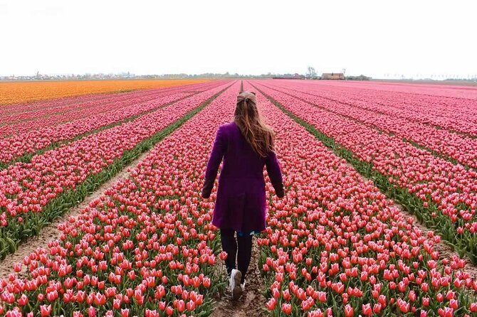 Amsterdam Private Tour to Keukenhof, Tulip Fields and Windmills - Key highlights to expect
