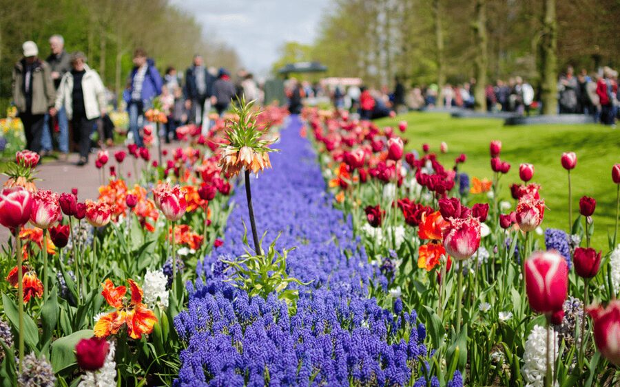 Amsterdam: Tour to Keukenhof Gardens with Windmill Cruise - My Booking Advice: Should You Pick This Keukenhof and Windmill Tour?