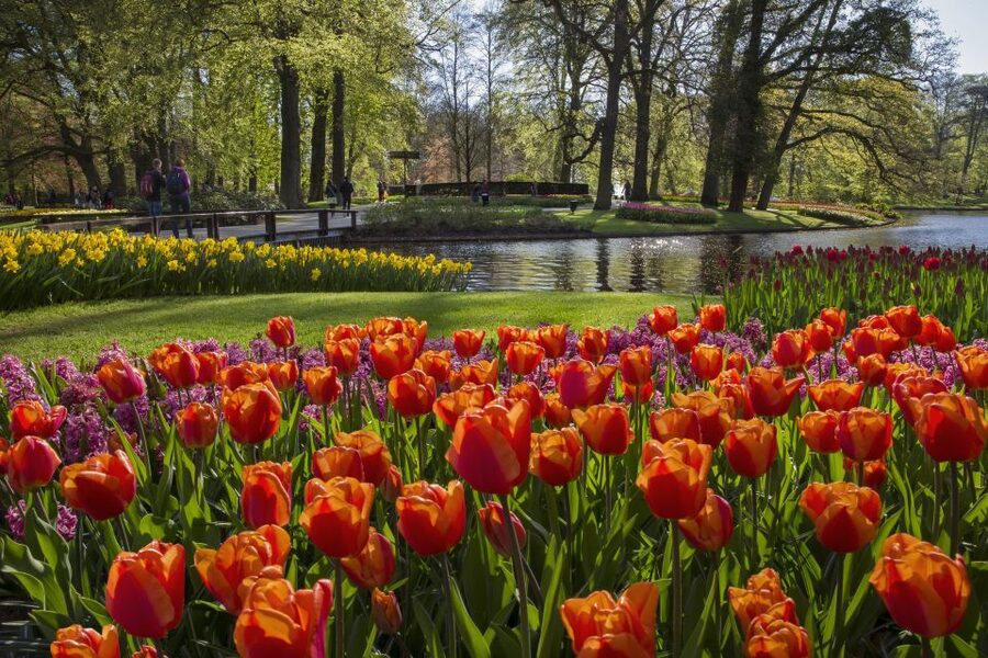 Amsterdam: Tour to Keukenhof Gardens with Windmill Cruise - Who This Tour Fits Best, and Who Should Rethink It