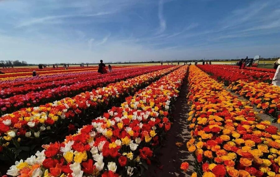 Amsterdam : Tulip Wonderland Tour - Amsterdam to South Holland: Short Trip, Big Color Payoff