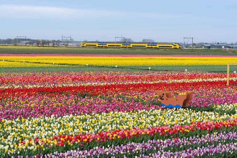 Amsterdam : Tulip Wonderland Tour - The 2-Hour On-Site Window: Photos, Lunch, and Flower Shopping