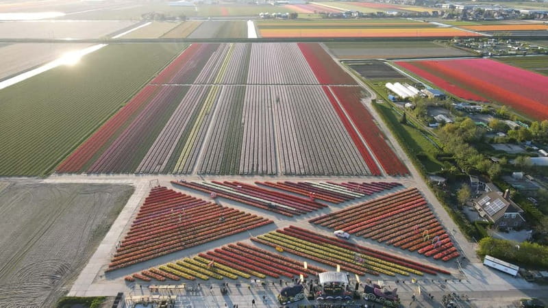 Amsterdam : Tulip Wonderland Tour - What You Actually Get on the Bus Ride (and Why It Still Counts)
