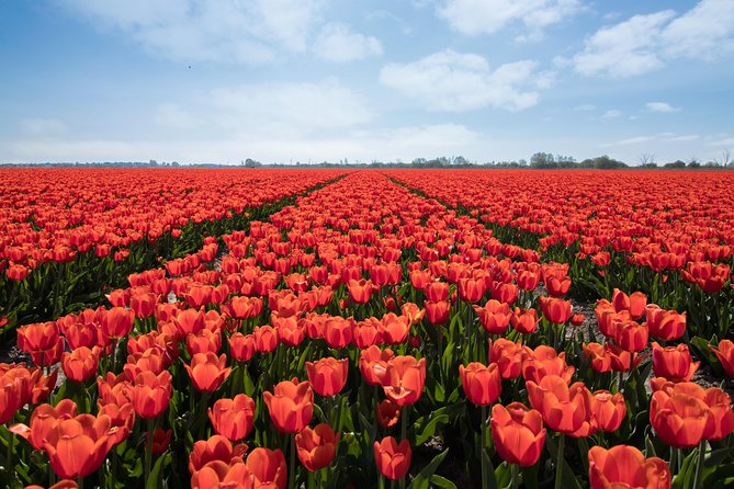 Amsterdam TulipFields of Holland Tour - A Local Drive Out of Amsterdam, Without the Bus Jostle