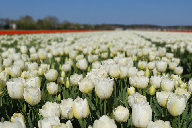 Amsterdam TulipFields of Holland Tour - The Flower Bulb Region Stops, Rural Roads, and Photo Time That Actually Helps
