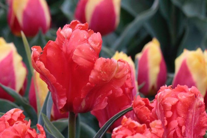 Amsterdam TulipFields of Holland Tour - 4.5 Hours of Tulips, How the Time Actually Works