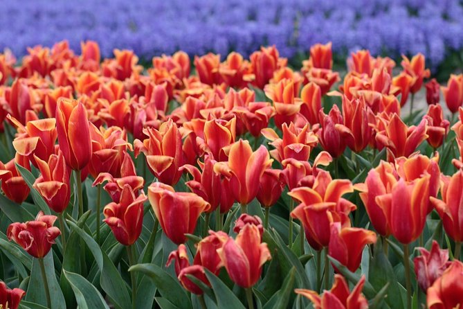 Amsterdam TulipFields of Holland Tour - Price, Value, and Why This Costs More Than a Big-Bus Option