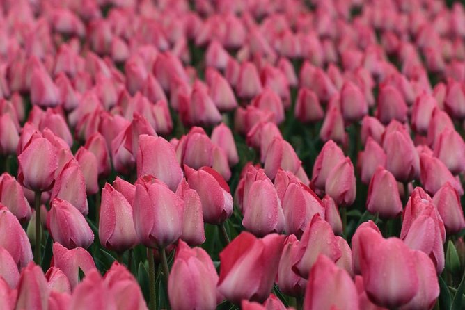 Amsterdam TulipFields of Holland Tour - Who This Tour Is Best For (and When to Pass)