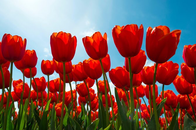 Amsterdam TulipFields of Holland Tour - Tips to Make Your Day Go Smoother