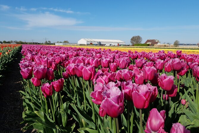 Amsterdam TulipFields of Holland Tour - De Tulperij: Meeting a Bulb Farmer and Learning the Stuff Behind the Blooms