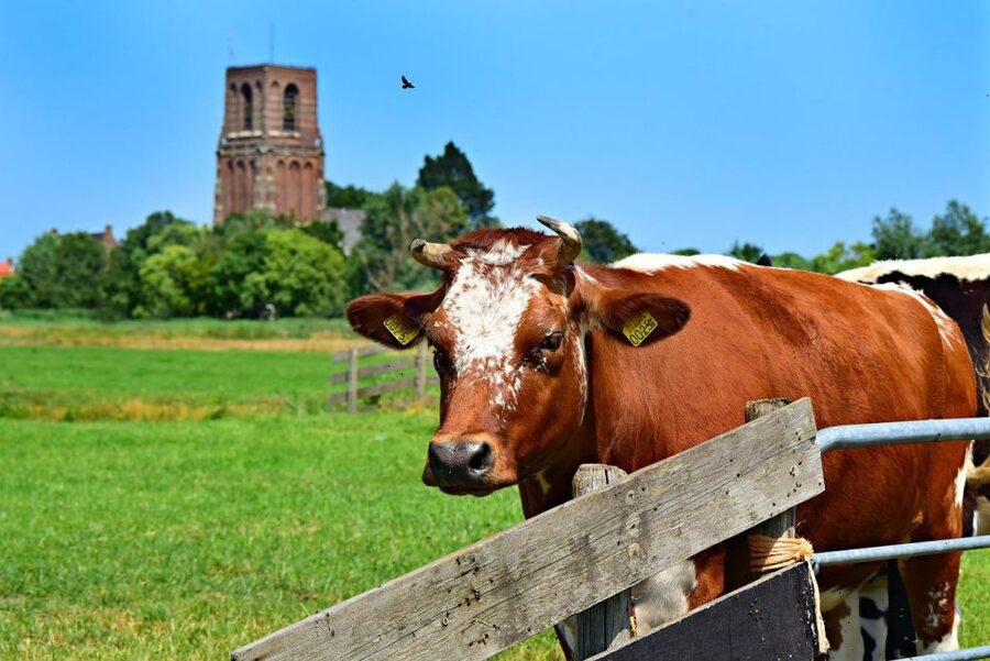 Amsterdam: Waterland District Countryside Villages Bike Tour - Price and Value: Is $57 Worth It?
