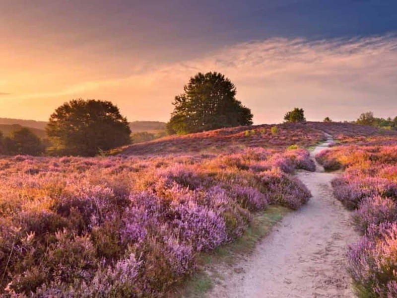 Arnhem: 8-hour culinary car tour of Veluwe - Key points to know before you go
