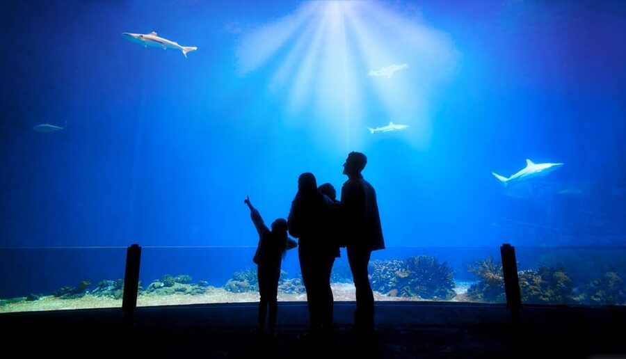 Arnhem: Burgers' Zoo Entry Ticket - Ocean Time: Coral Reef in the Indian Pacific Ocean Zone