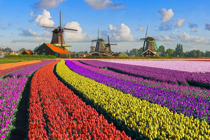 Best of Netherlands: Zaanse Schans Mills, The Hague & Rotterdam - Rotterdam highlights: Sint-Laurenskerk, Erasmus Bridge, and Cube Houses