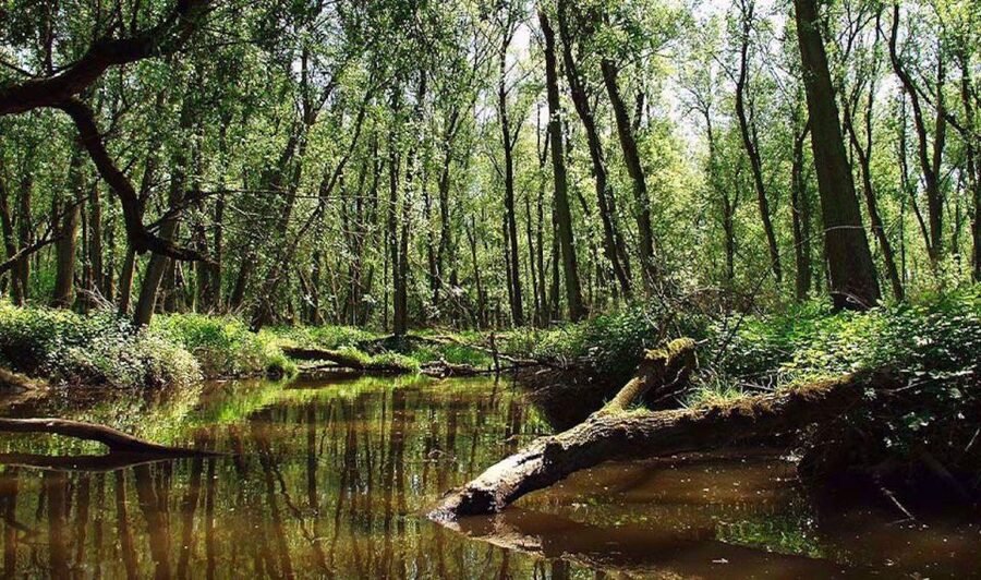 Biesbosch: Boat Cruise through National Park - Who should book this Biesbosch cruise