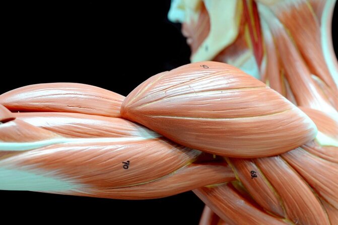 Body Worlds Amsterdam Admission Ticket - Key highlights that make this ticket worth it