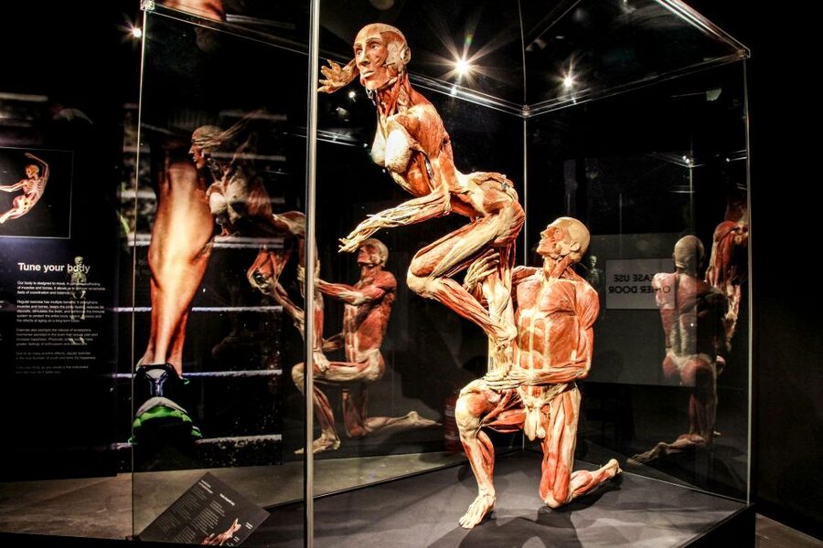 Body Worlds Amsterdam: The Happiness Project Ticket - The happiness message, where it connects to biology