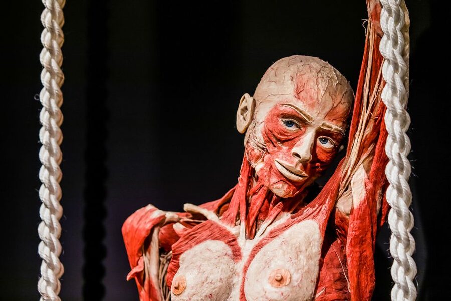 Body Worlds Amsterdam: The Happiness Project Ticket - Content notes: who might find it hard, and how to handle it