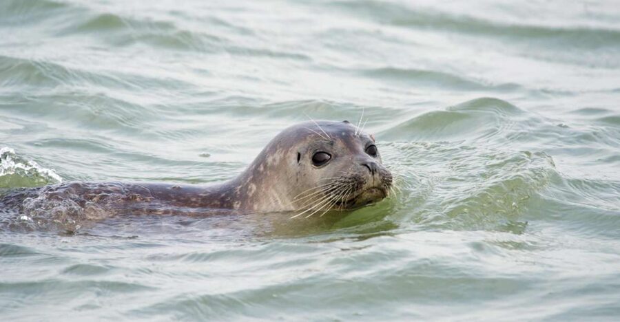 Cadzand: Seal Discovery Boat Tour with Glass of Champagne - From Cadzand harbor to the Schelde river, in a small open RIB