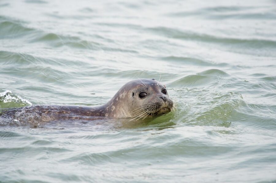 Cadzand: Seal Discovery Boat Tour with Glass of Champagne - The ride experience: safety gear, skipper, and the 2-hour viewing window