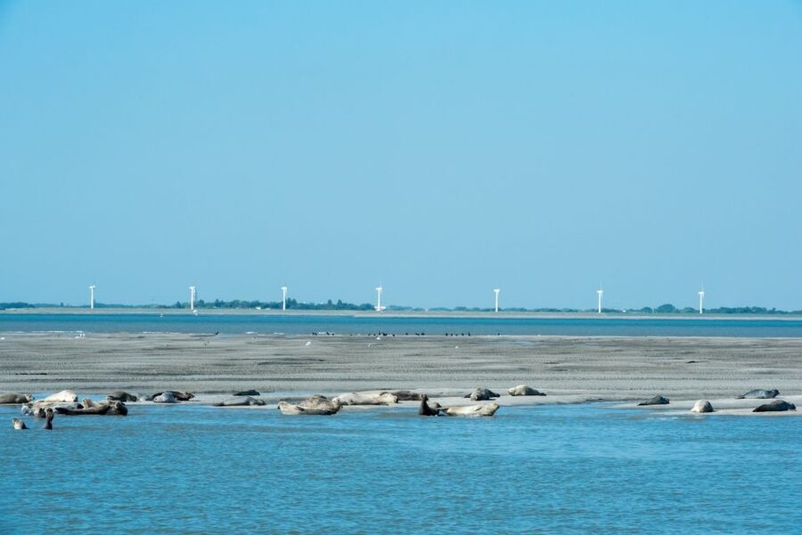 Cadzand: Seal Discovery Boat Tour with Glass of Champagne - Price and value: $135 for seals, a small group, and champagne