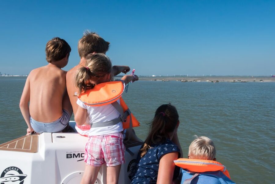 Cadzand: Seal Discovery Boat Tour with Glass of Champagne - The “real deal” seal viewing: resting banks and swimming beside the boat