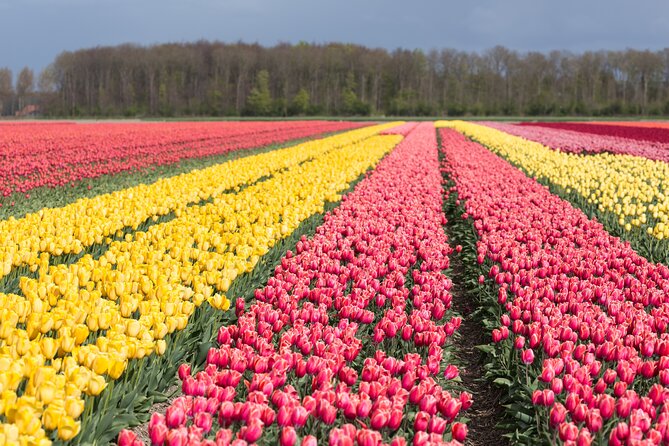 Day Trip to Famous Tulip Route in Noordoostpolder From Amsterdam - Why Noordoostpolder Tulip Route feels different from the usual tulip stops
