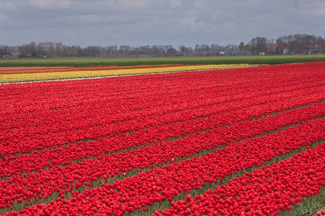 Day Trip to Famous Tulip Route in Noordoostpolder From Amsterdam - The day’s timing, stop rhythm, and how to use it