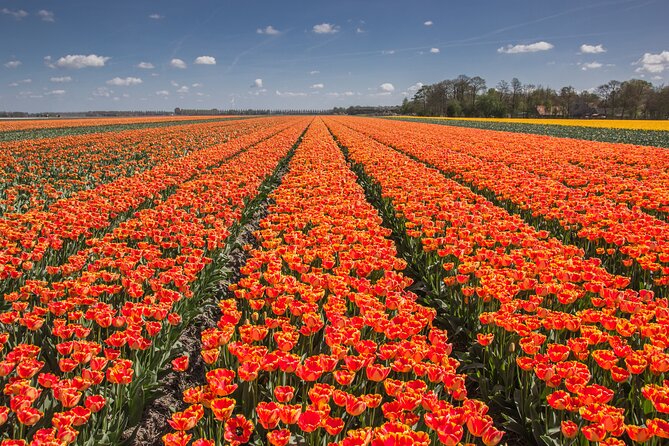 Day Trip to Famous Tulip Route in Noordoostpolder From Amsterdam - Coffee, snacks, and the small-group vibe that keeps it relaxed