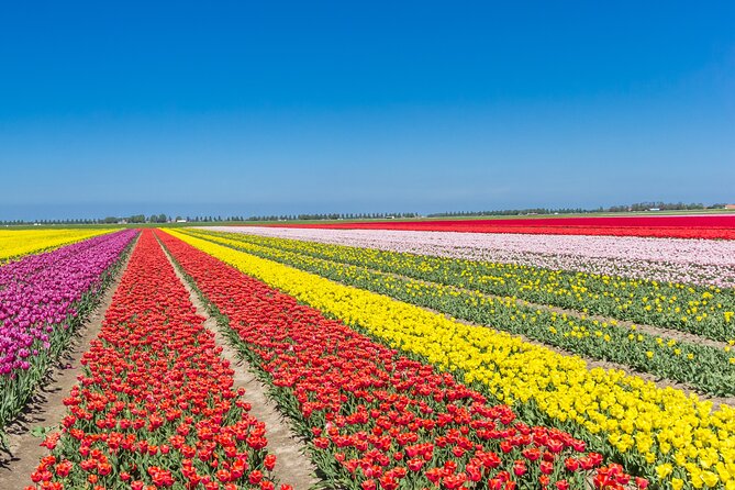 Day Trip to Famous Tulip Route in Noordoostpolder From Amsterdam - What the tulip fields look like from the van and up close