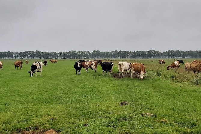 Dutch Windmills & Polder Walking Tour - Meeting at Leiden Centraal, and how to avoid the first-time confusion