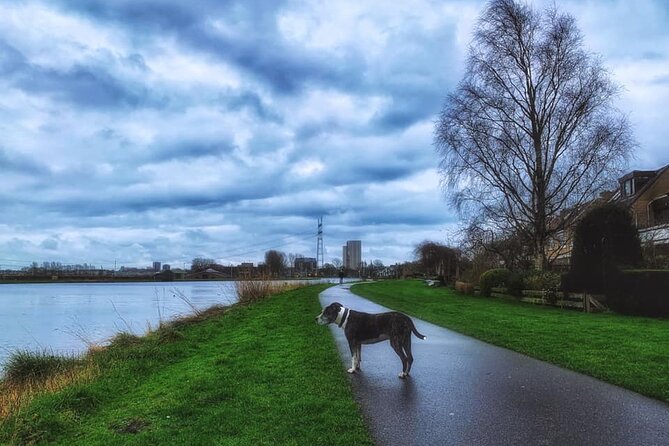 Dutch Windmills & Polder Walking Tour - Price and what you actually get for $45.76