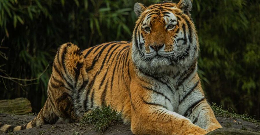 Eindhoven Zoo Entry Ticket - Key Things You Should Know Before You Go