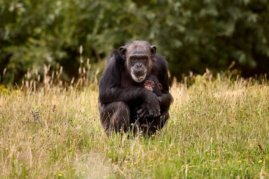 Eindhoven Zoo Entry Ticket - Elephants, Bears, and the Natural-Park Feel