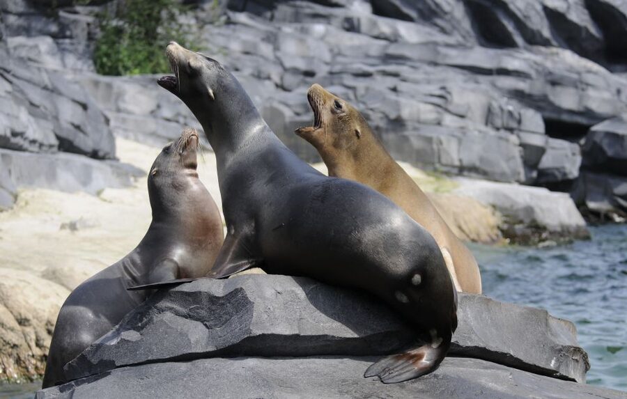 Emmen: Wildlands Adventure Zoo and Rimbula River Boat Ride - Key things to know before you go