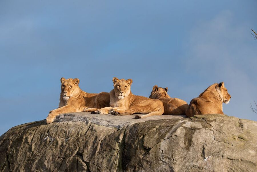 Emmen: Wildlands Adventure Zoo and Rimbula River Boat Ride - Wildlands in Emmen, and why this day feels so efficient