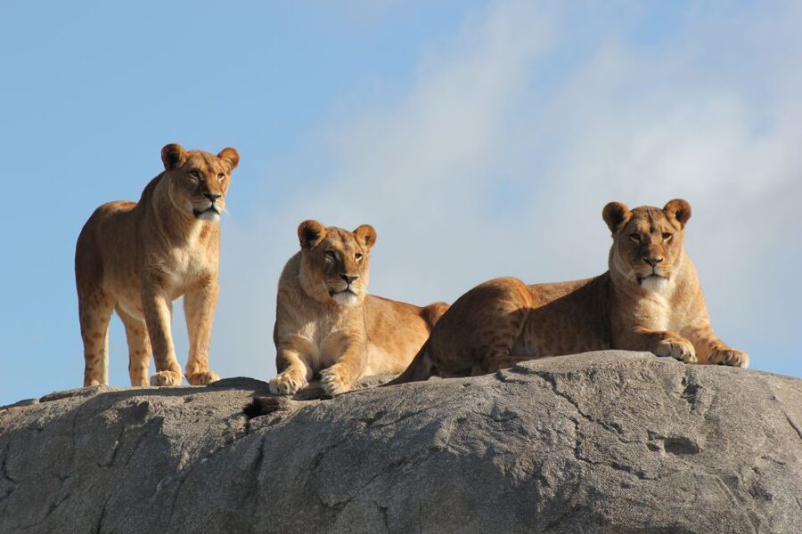 Emmen: Wildlands Adventure Zoo and Rimbula River Boat Ride - Animazia indoor play paradise, plus roller coaster energy