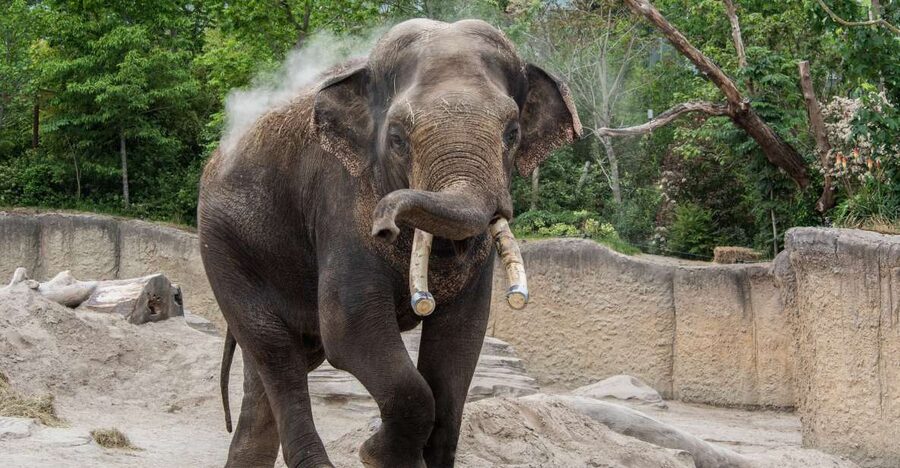 Emmen: Wildlands Adventure Zoo and Rimbula River Boat Ride - Shows, caretaker chats, and food that keeps everyone happy
