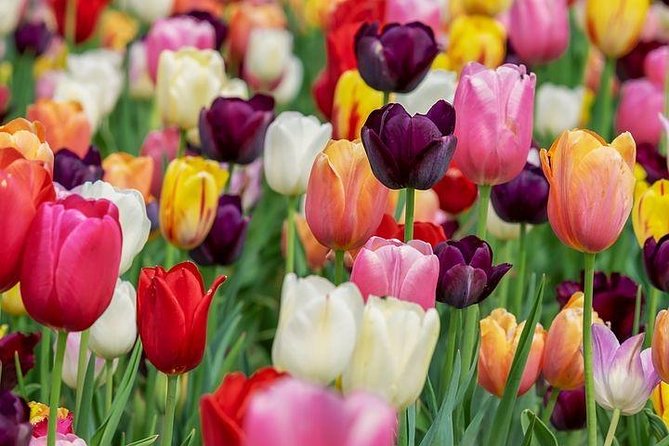 Enjoy the tulip fields by bicycle with a local guide! Tulip bike tour! - Why pedaling the tulip fields in Lisse beats bus-only sightseeing