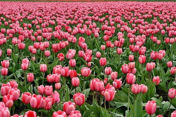 Enjoy the tulip fields by bicycle with a local guide! Tulip bike tour! - Sint Agathakerk church stop, built in 1903