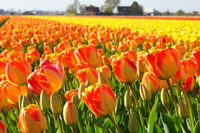 Enjoy the tulip fields by bicycle with a local guide! Tulip bike tour! - De Tulperij greenhouse visit with Daan and Anja Jansze