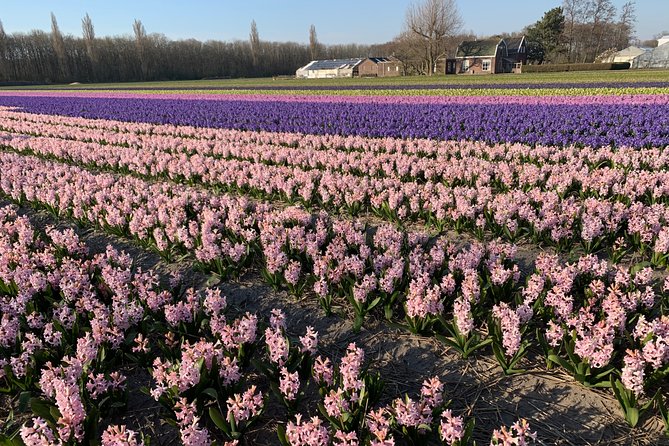 Enjoy the tulip fields by bicycle with a local guide! Tulip bike tour! - Cycling past Keukenhof Castle garden and the Keukenhof forest edge