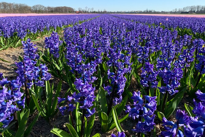 Enjoy the tulip fields by bicycle with a local guide! Tulip bike tour! - The Lisse flower fields stop that changes weekly