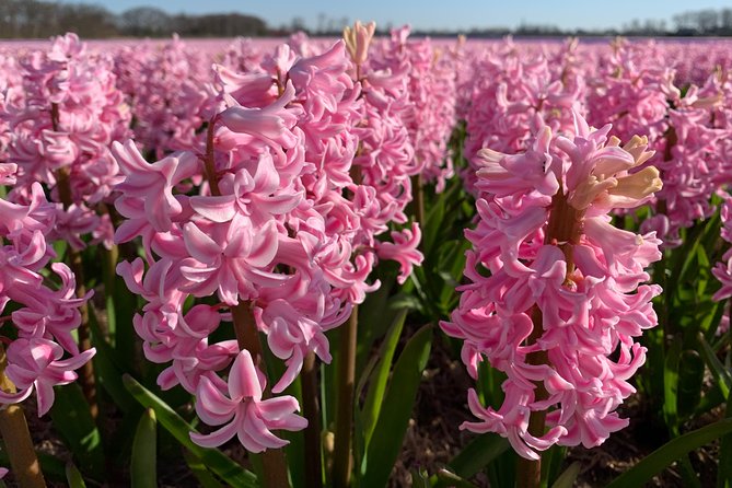 Enjoy the tulip fields by bicycle with a local guide! Tulip bike tour! - Pace, group size, and who this tour fits best