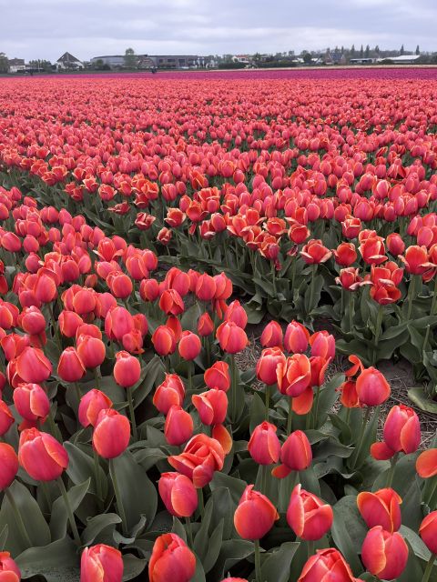 Enjoy the tulip fields in a Landrover with a local guide! - Key things that make this tour worth it