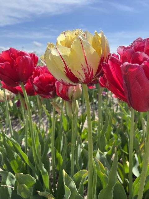 Enjoy the tulip fields in a Landrover with a local guide! - The Lisse photo stop, plus what to notice in town