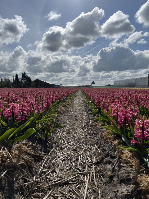 Enjoy the tulip fields in a Landrover with a local guide! - Tulip Farm break and the show garden you can walk slowly through