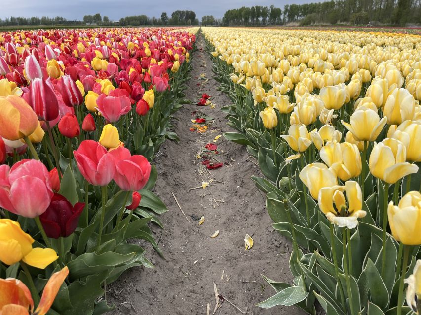 Enjoy the tulip fields in a Landrover with a local guide! - How the guide turns blooms into stories you can remember
