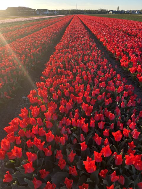 Enjoy the tulip fields in a Landrover with a local guide! - What you get for $100: value that comes from access and attention
