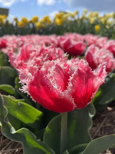 Enjoy the tulip fields in a Landrover with a local guide! - Starting at Restaurant Hanami in Lisse, then heading straight to the fields